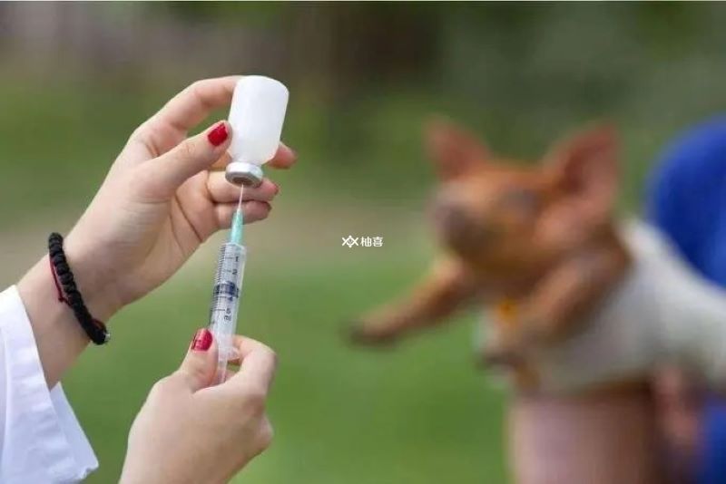 为什么医生不建议打狂犬疫苗？很多人都