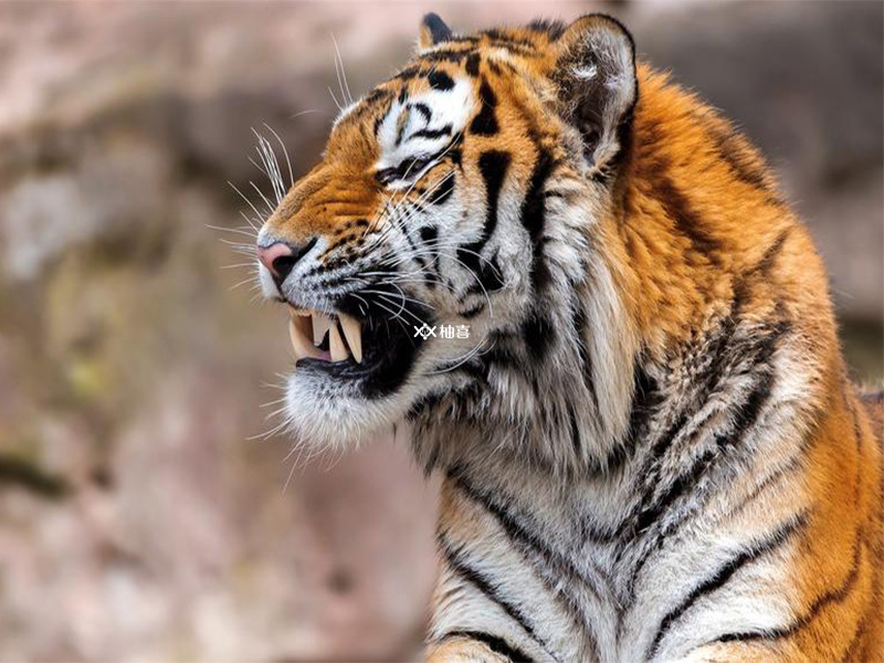 属虎的今年多大了2023，虎生肖年龄查询表