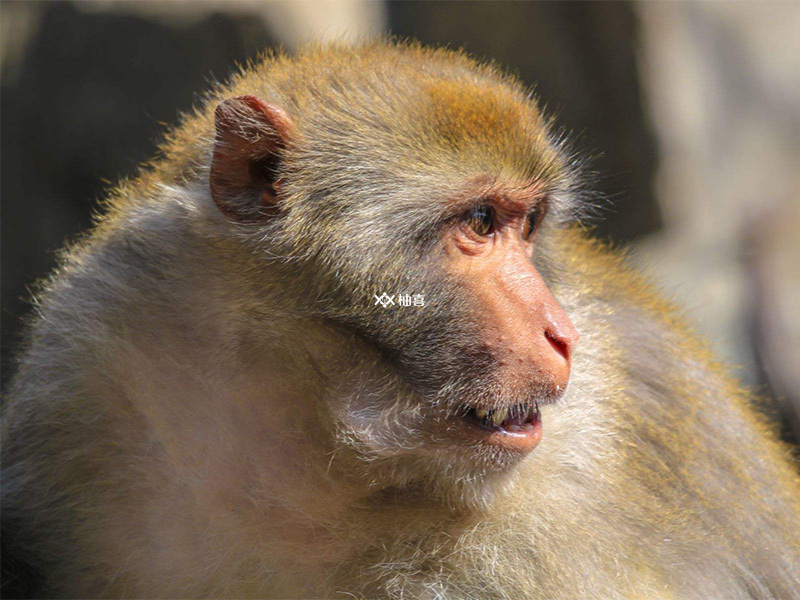 属猴的今年多大了2023，猴生肖年龄查询表