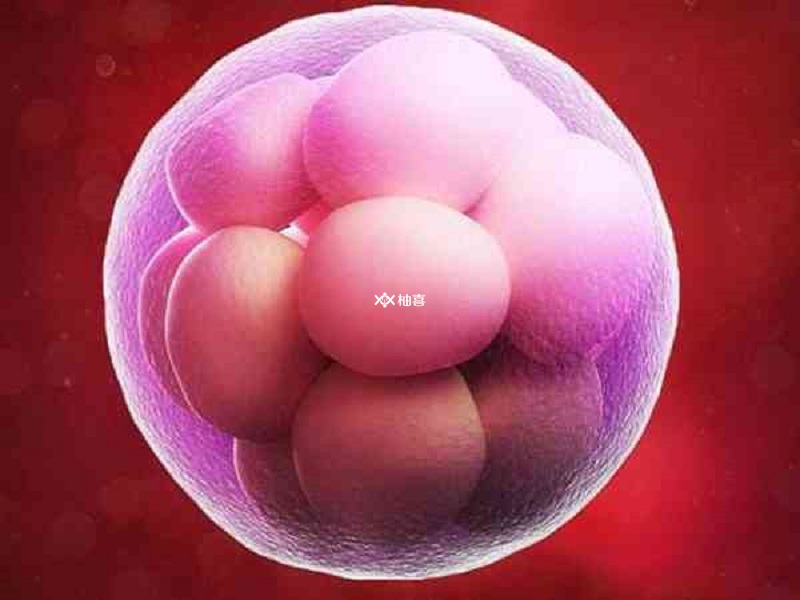 鲜胚和囊胚的区别
