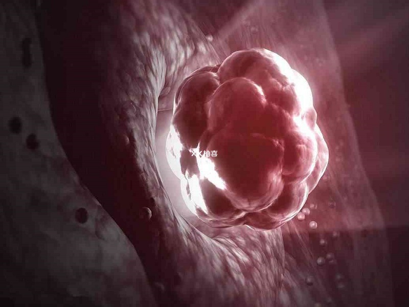 鲜胚和囊胚的区别