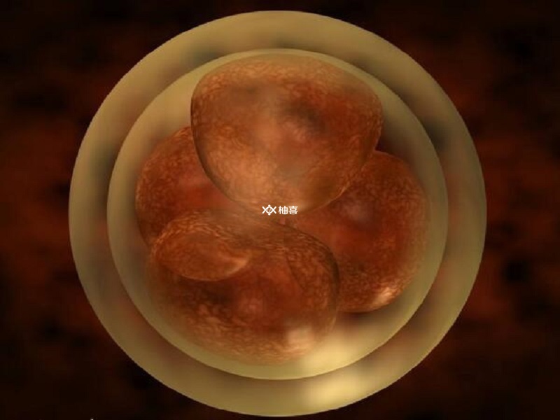 囊胚是发育2到3天的鲜胚