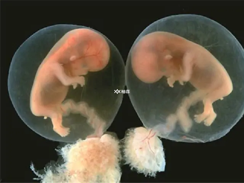 试管移植胚胎子宫环境良好可以要双胎