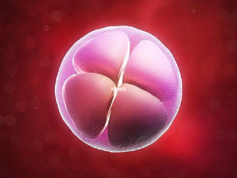发育成熟的囊胚