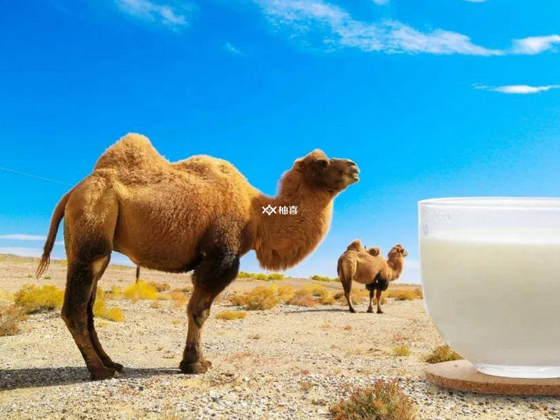 医生不建议喝骆驼奶原因有很多