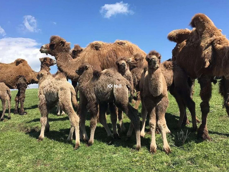 一岁以内的宝宝不能喝骆驼奶