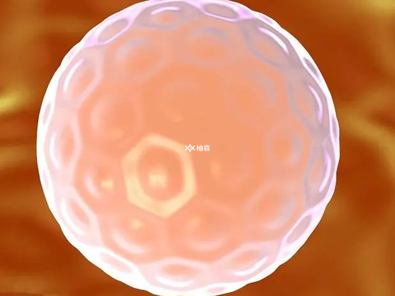 受精卵分裂会导致胚胎发育缓慢