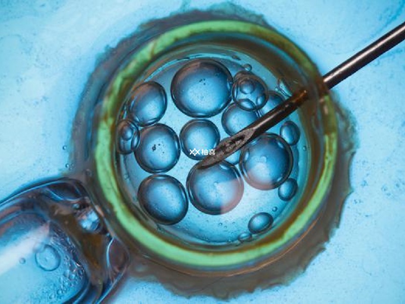 短方案移植什么胚胎视情况而定