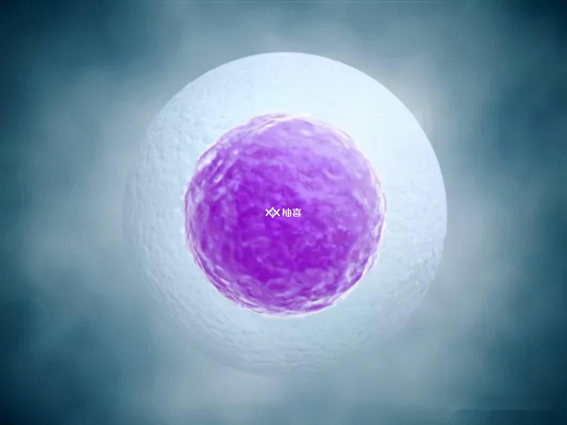 成熟的卵泡内排出的卵子约18-20毫米大小
