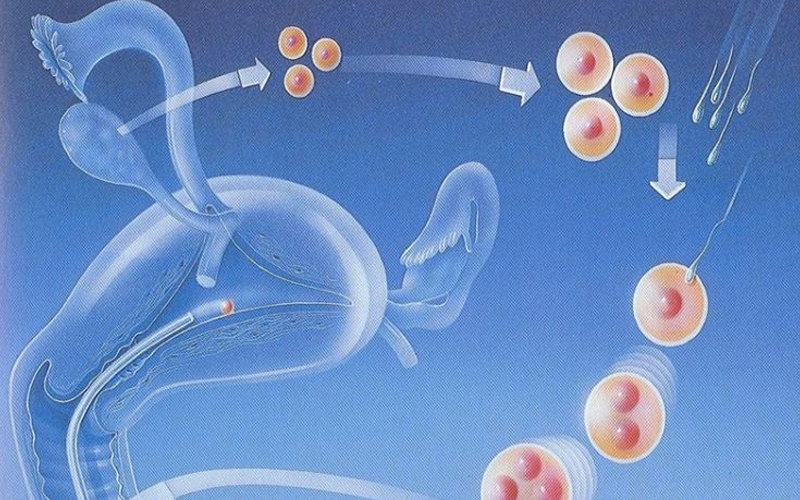 胚胎移植全过程示意图解析9个步骤囊括具体流程