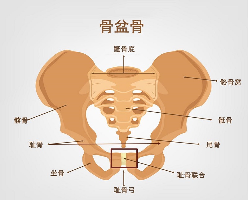 孕妇耻骨痛位置图图片