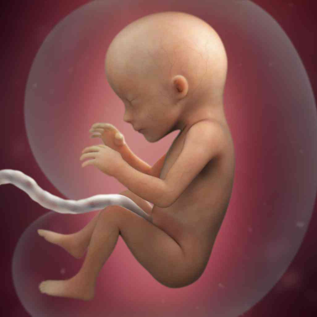 怀孕17周胎儿图片欣赏图片