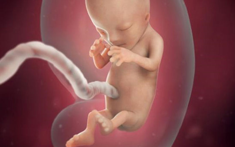 怀孕十周胎儿的发育