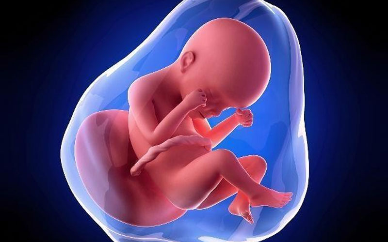 胎儿26周在腹中图片图片