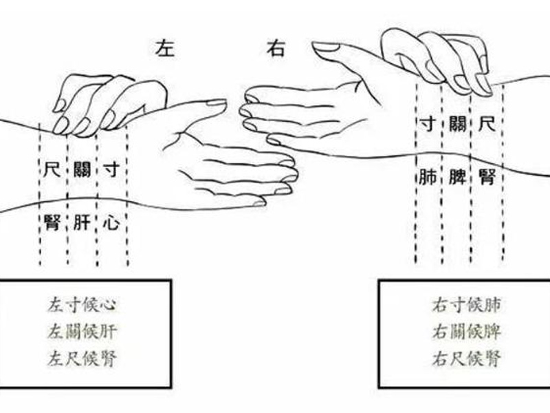 上,中,下脉图解图片