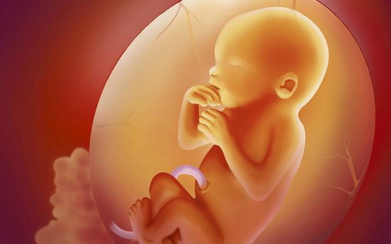 19周胎儿图片 图片欣赏图片