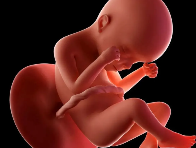 胎儿发育更快更显怀